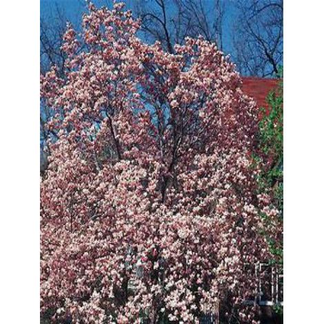 Magnolia  'Satisfaction' Pot de 2L/3L (1/4)