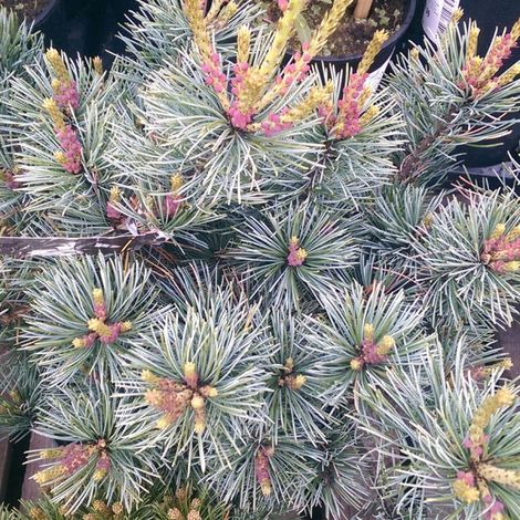 PINUS PARVIFLORA 'NEGISHI' Conifère à feuilles persistantes Véritable Pot Photo 20cm (1/5)