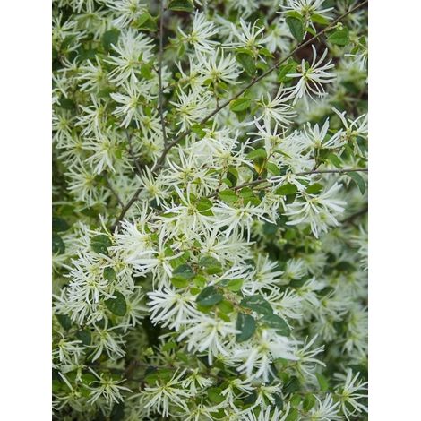 Loropetalum 'Carolina Moonlight' Pot de 7,5L/10L (1/4)