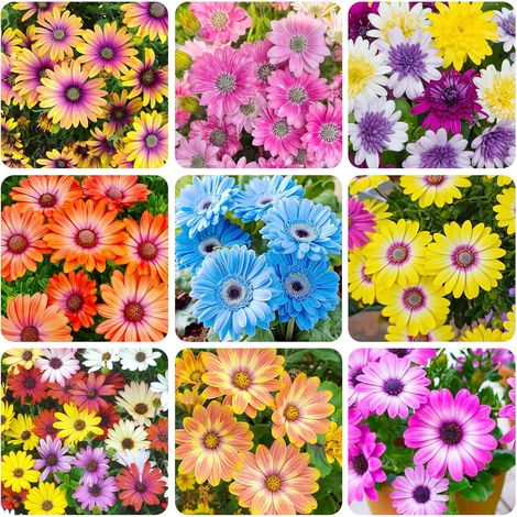 2000 Graines Daisy Vivace – Fleurs Jardin Multicolores Plantation Facile + Engrais Inclus (1/5)