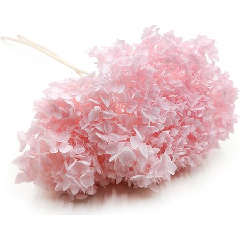 Ortensia stabilizzata (Hydrangea Cabeza) - Rosa (1/5)