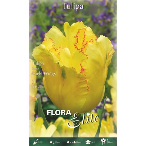 TULIPANO PARROT EAGLE WINGS (CONFEZIONE DA 7 BULBI)