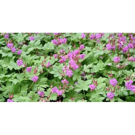 12 géraniums vivaces (Macrrhizum) - violet/rose - couvre-sol - plantes de jardin - rustiques