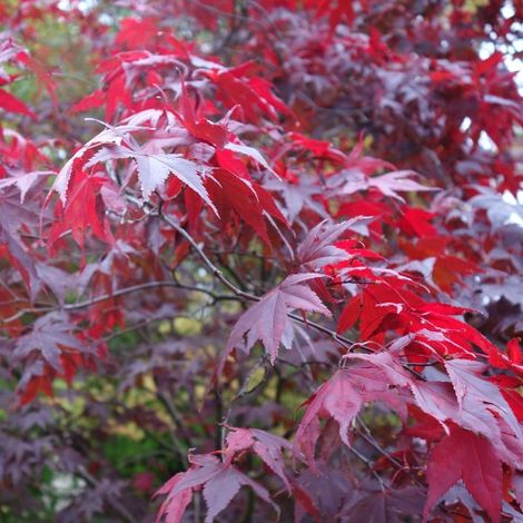 Acero rosso giapponese "Acer palmatum atropurpureum" pianta in vaso 18 cm h 100/150 cm (1/5)