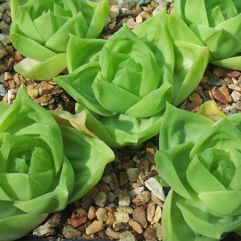 Haworthia cymbiformis - rosetta del paradiso - vaso quadro 12x12x12 cm (1/2)