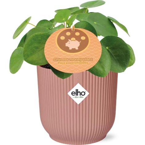 Pilea Peperomioides Plante d'Aluminium avec Pot 14 cm Rose - Plante d'Intérieur - PANGIVO (1/5)