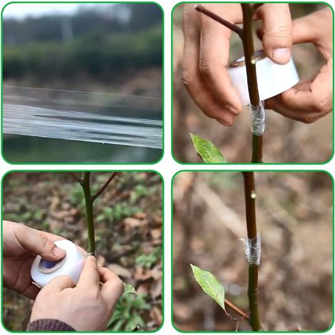 Filiyano-2 rouleaux de ruban adhésif transparent auto-adhésif en polyéthylène pour greffer des plantes et réparer les plantes au jardin. (1/4)