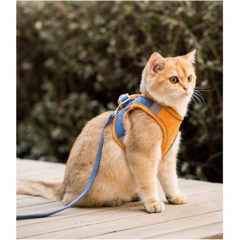 Ensemble harnais et laisse pour chat pour chihuahua, accessoires pour chien et chat, gilet pour carlin, laisse, outils de marche, laisse de sortie (couleur : orange, taille : S/M/L)