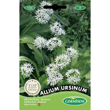 graines Ail des Ours ALLIUM URSINUM (1/5)
