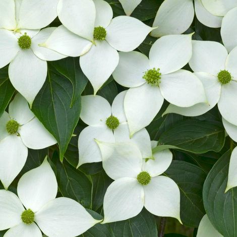 Cornouiller du Japon  - Cornus kousa 'China Girl'  - 50-60 cm pot
