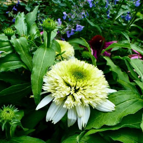 3 Échinacées 'Meringue' ® (Echinacea purpurea 'Meringue')