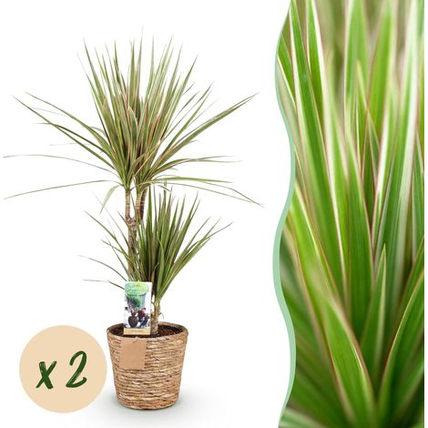 Lot de 2 Dracaena Sunray Arbre à Dragon Plantes d'Intérieur Vert et Jaune avec Paniers 70-75 cm - PANGIVO (1/5)