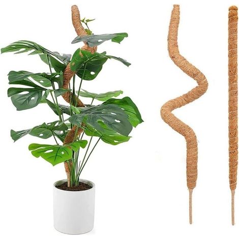 2 Pièces Tuteur Plante Grimpante 70cm Monstera Poteaux en Mousse Bâton de Plantes Pliables Plante Tuteur Coco Extension et Support Poteaux en Mousse Sphaigne Faites Main à Pousser pour Maison Jardin