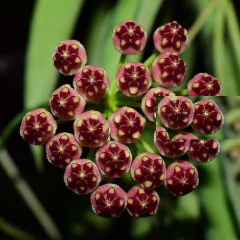 HOYA WAYETII FIORE DI CERA IN BASKET 15CM