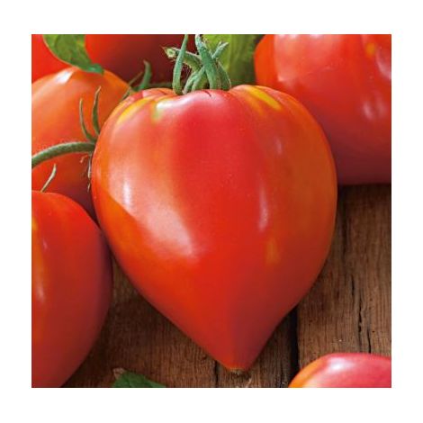 TOMATE CUOR DI BUE
