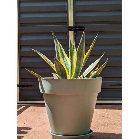 Pot de fleurs rond - RIVIERA - SOLEILLA - Plastique - D49 x H45 cm - Vert argile (1/2)