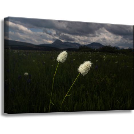 Leinwanddruck Natur Wildblumen 60x40 cm