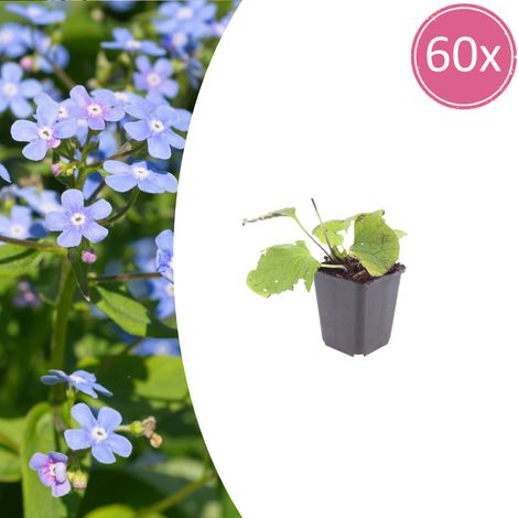 Lot de 60 Brunnera macrophylla - Myosotis du Caucase - Vivace Ombre - H10-25 cm - Ø9 cm - PANGIVO (1/5)