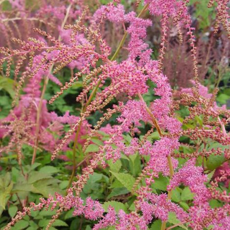 4 x Astilbe de Chine 'Straussenfeder' - godet 9x9 cm