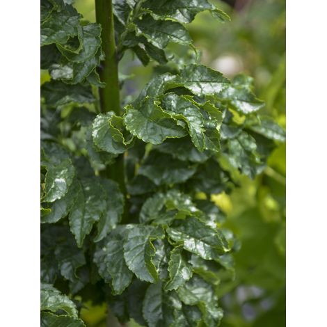 Frêne commun 'Crispa' Pot de 12L/15L, Tige