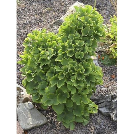Arbre aux 40 écus 'Troll' Pot de 2L/3L (1/4)