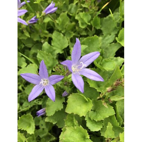 6 x Campanula poscharskyana - Campanule - Pot P9 (9 x 9cm) -