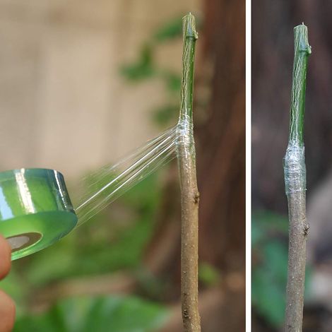 2 cm breite PVC-Veredelungsfolie zum Verpacken, Binden, Schützen, Spannen und speziell für Obstbäume entwickelt. (1/5)