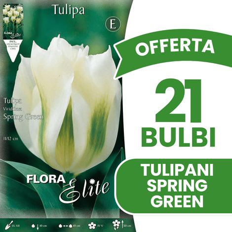BULBI AUTUNNALI OFFERTA 21 BULBI TULIPANO VIRIDIFLORA SPRING GREEN BULBS BULBS