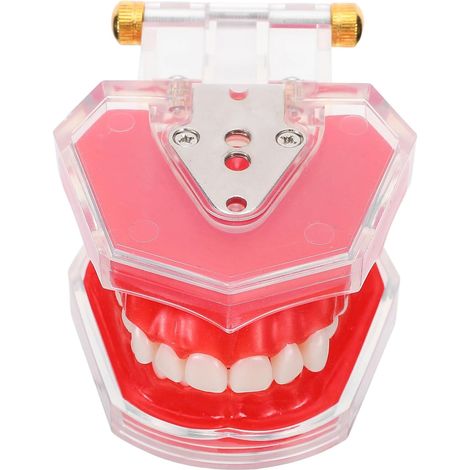 Modèle de Dent D'entraînement en Résine et Plastique Typodont Dents Amovibles Conception Démontable pour Usage en Classe et Pratique D'enseignement Buccal (1/5)