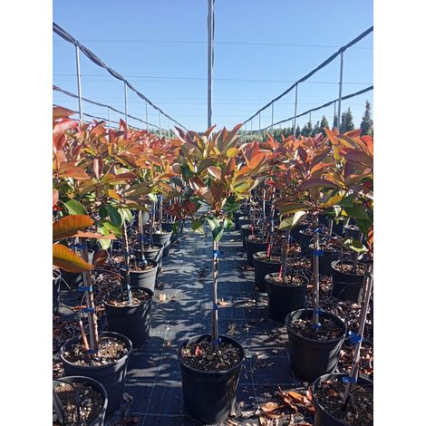 PHOTINIA FRASERI ALB.21 1/4 FUSTO RED ROBIN