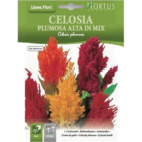 Celosía plumosa alta mix