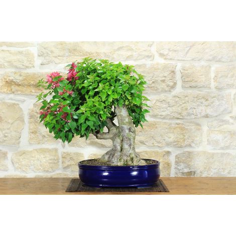 Bonsai di Bougainvillea Spectabilis (132) (1/5)