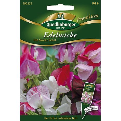 Quedlinburger Saatgut – Pois de senteur « Old Sweet Scent » – Graines de fleurs, plante grimpante parfumée, 150 cm