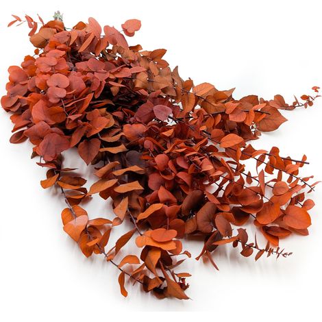 Eucalipto estabilizado - Stuartiana - Naranja de otoño (1/5)