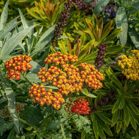 4 x Achillea hybrida.  - Achillea hybrida 'Feuerland'  - godet (1/5)