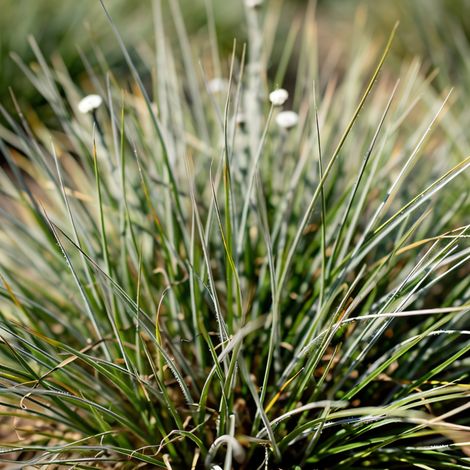 Gardenaria Sesleria autumnalis - Graminacea ornamentale da esterno - Altezza: 40 cm (vaso 17)