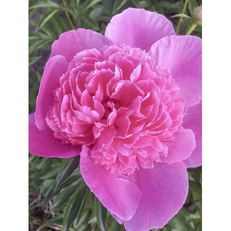 Pivoine de Chine 'Bouquet Perfect' Pot de 3L/4L