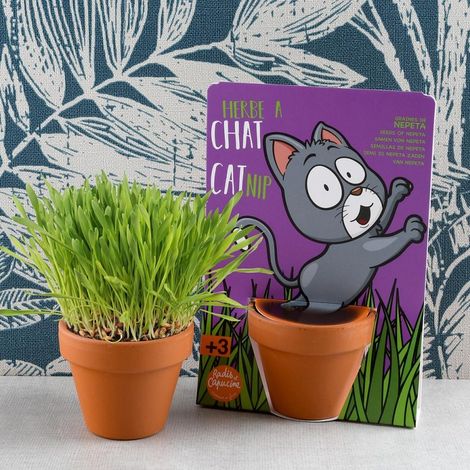 Herbe à chat - Carte avec pot (1/5)