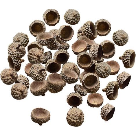 100x Glands naturels. véritables cupules de glands rustiques. pour décorer vases. maison. bricolage. Noël. cuisine. automne. table. accessoires photo. cupules de glands naturels (1/5)
