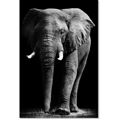 Affiche animaux un éléphant d'afrique - 40x60cm - made in France (1/5)