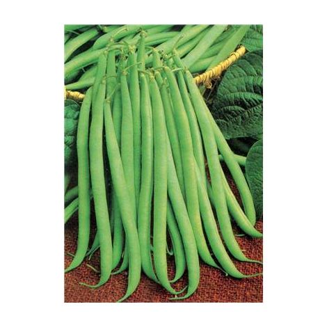 HARICOT NAIN DELINEL - 150 G