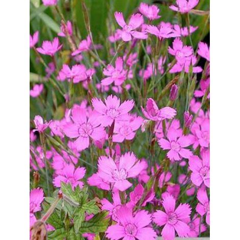 Œillet à delta, œillet couché 'Rosea' Godet de 8/9 cm (1/3)