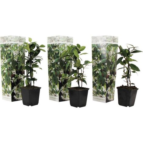 Plante en boîte - Jasmin de Toscane - Lot de 3 - Jasmin étoilé blanc - Pot de 9 cm - Hauteur 25-40 cm (1/5)