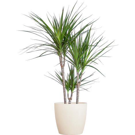 Dracaena Marginata Plante d'Intérieur Arbre à Sang de Dragon avec Pot Blanc 95 cm Ø21 cm - PANGIVO (1/4)