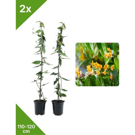 GARDENZO - 2 chèvrefeuilles à feuillage persistant jaune 'Copper Beauty' XXL - en pot de 2 litres - 115-120 cm (1/3)