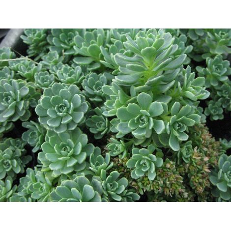 SEDUM MIX IN VASO 14CM VARIETA' ASSORTITE