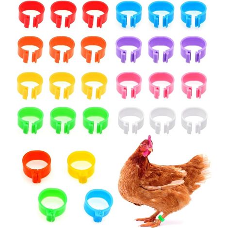 Lot de 24 anneaux de jambe de poulet en plastique multicolore de 16 mm à clipser - Pour poulailler (1/5)