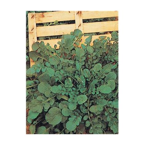 CRESSON DE JARDIN OU DE TERRE - Graines - 5 G