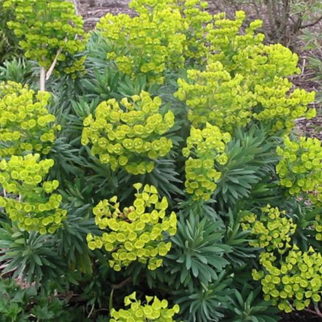 Euphorbe des vallons wulfenii/Pot de 3L - Touffe