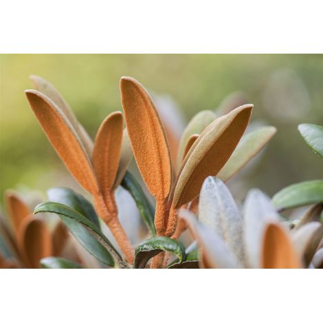 Rhododendron 'Hydon Velvet' Rhododendron bureavii 'Hydon Velvet' C 5 30- 40 (1/5)